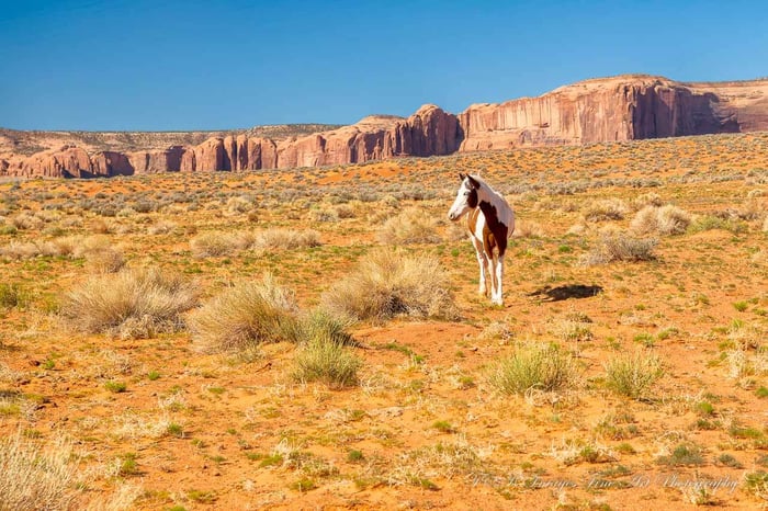 Wild Horse