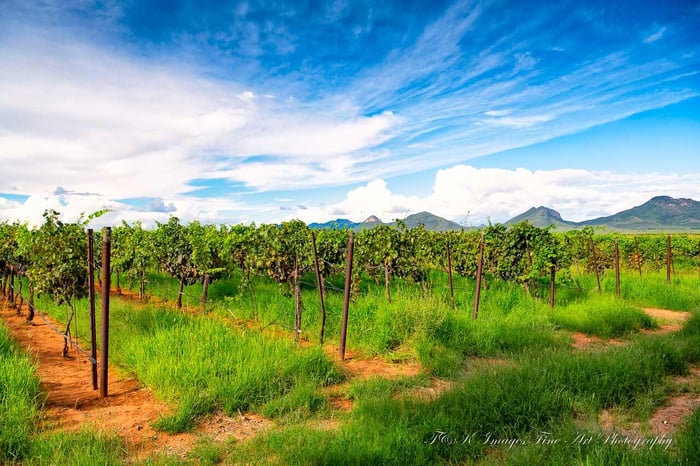 Vineyard and Mustang Mountains - Elgin ,Arizona