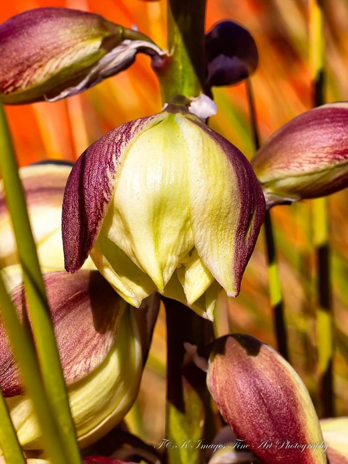 Yucca Flower - Monument Valley 