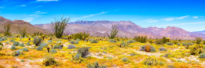 Glorieta Canyon — Anza Borrego