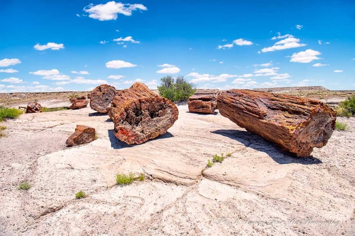 Giant Logs - Petrified Forest National Park