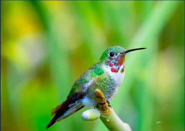 Hummingbird