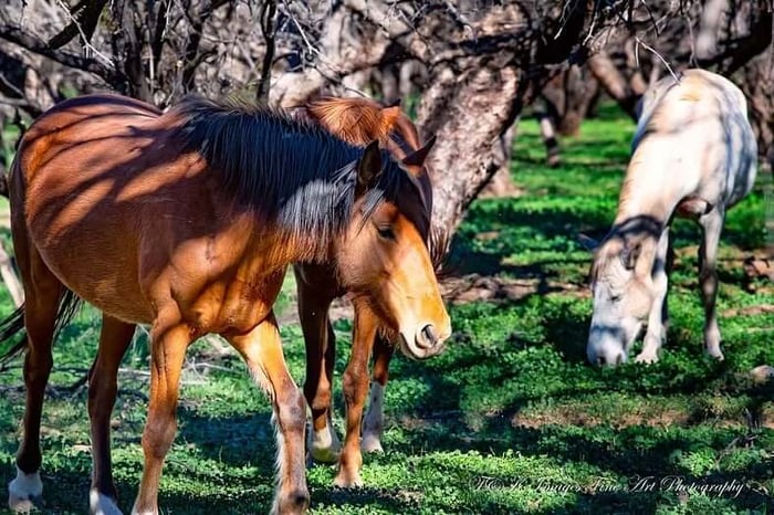 Wild Horses in the trees
