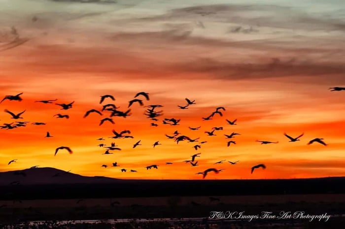 Sandhill Cranes Arriving