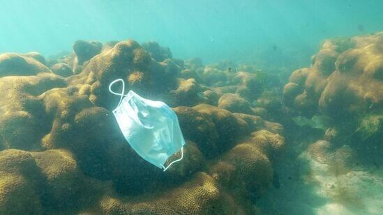 Pandemic Mask Stuck On Sea Coral