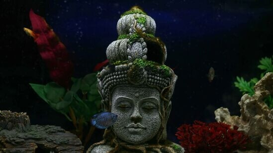 Underwater Spiritual Idol