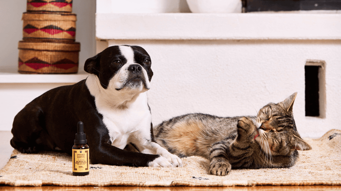 3 Ways Our CBD For Pets Benefit Your Furry Friends