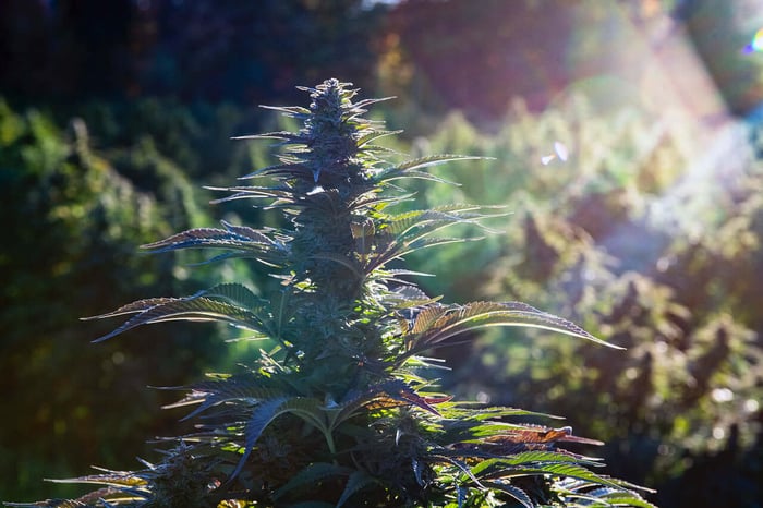 Why Organic Matters: Clean Plants, Clean Products