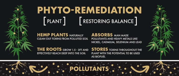 Phytoremediation: How Organic Hemp Heals the Land and Why Organic Matters