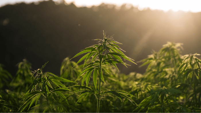 THCV vs. THC: What’s the Difference?