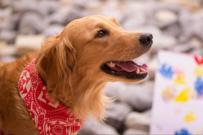 Understanding Dosage: How Much CBD Should You Give Your Pet?