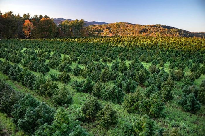 Rows of hemp plants growing on a Vermont farm with autumn-covered hills in the background.