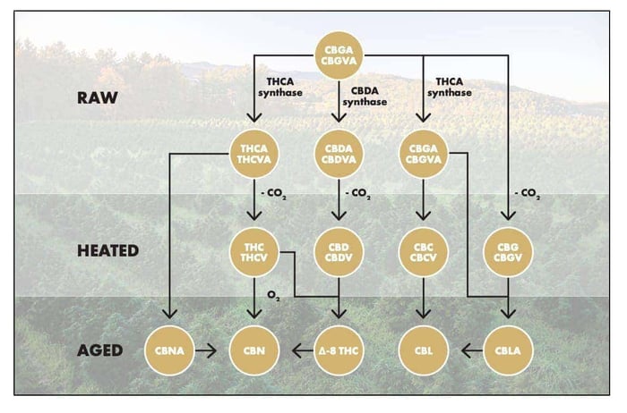 Diagram showing CBGA converting into raw, heated and aged cannabinoids, including CBDA, CBD, THC and CBN