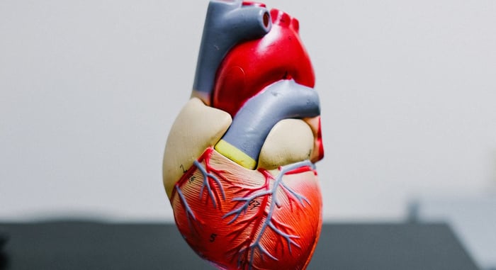 Nattokinase for Cholesterol Support