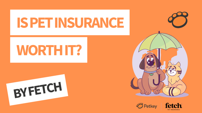 Is pet insurance worth it? Claim your free quote today!