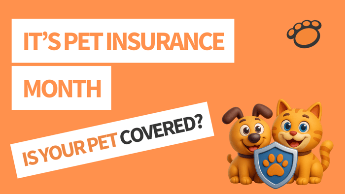Pet Safety Essentials: Pet Insurance and Microchip Registration