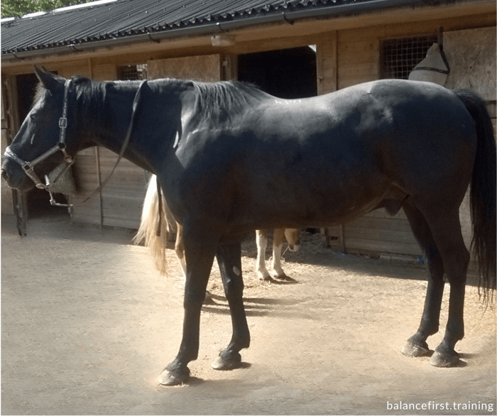 Laminitis in horses