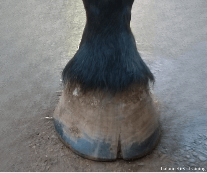 Laminitis in horses