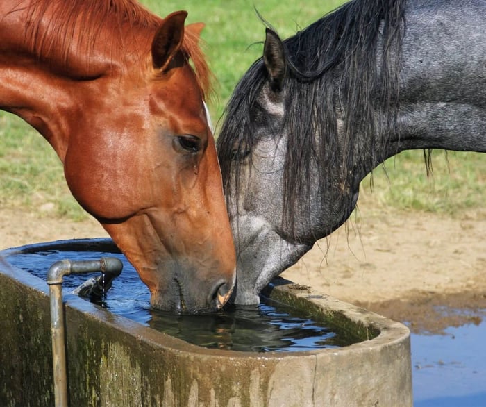 Water
