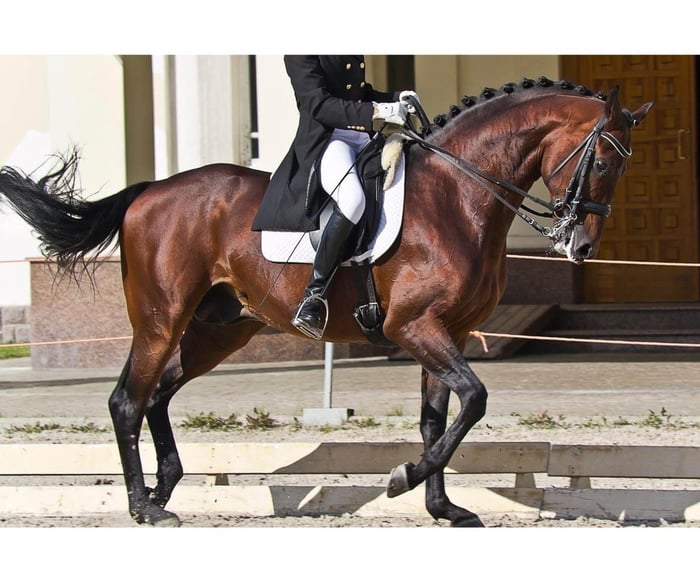 Competition dressage