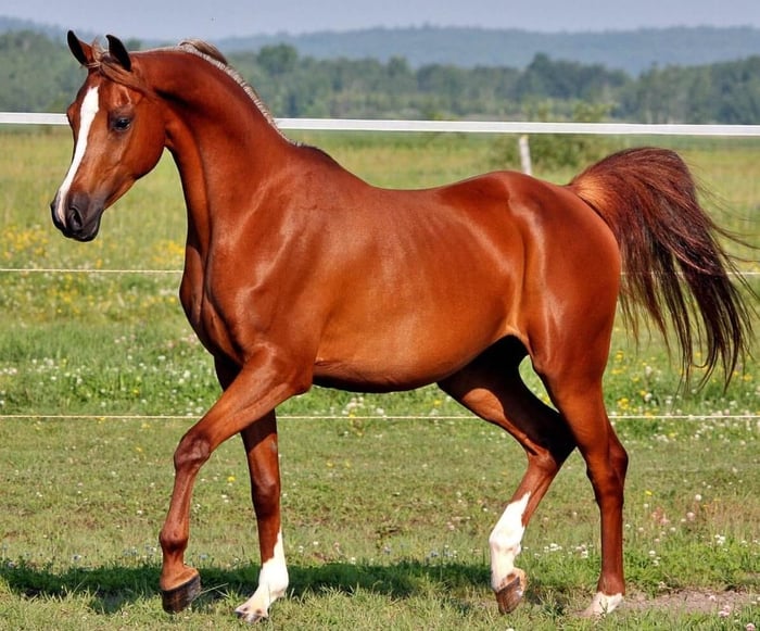 Another horse in natural self-carriage.