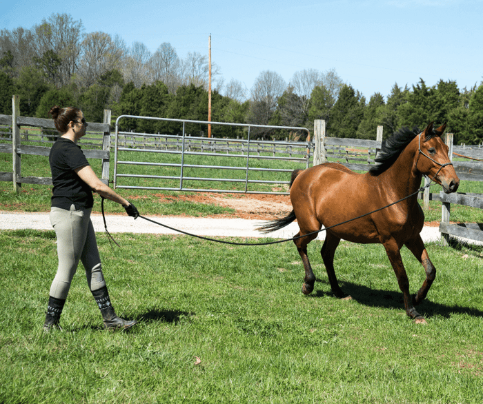Longeing Horses