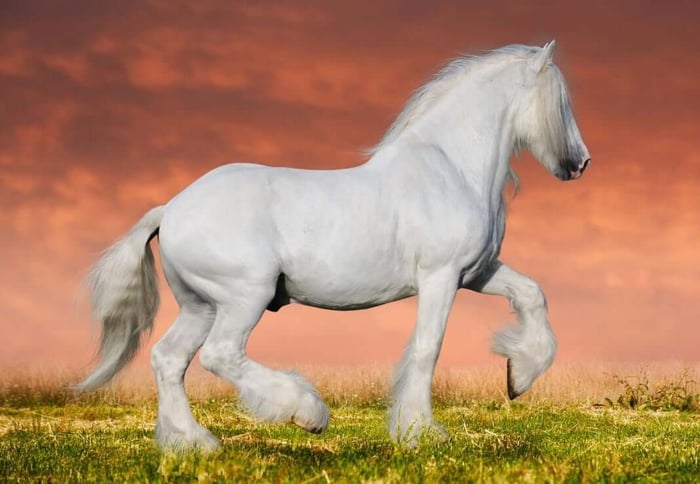 Natural self-carriage