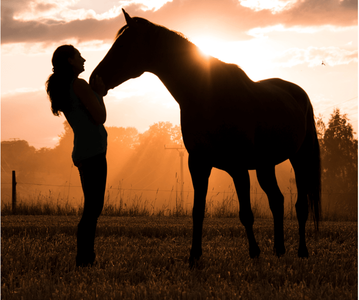 Rethinking Competition: Considering Your Horse