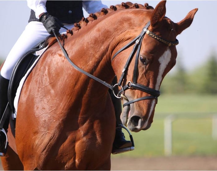 Horse face