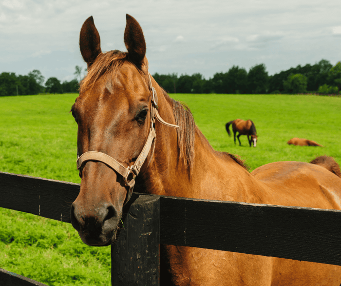 Horse Behaviour Problems Understanding Your Difficult Horse - environment