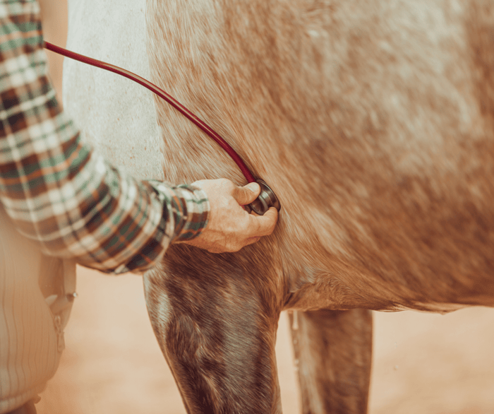 Horse Behaviour Problems Understanding Your Difficult Horse - the vet