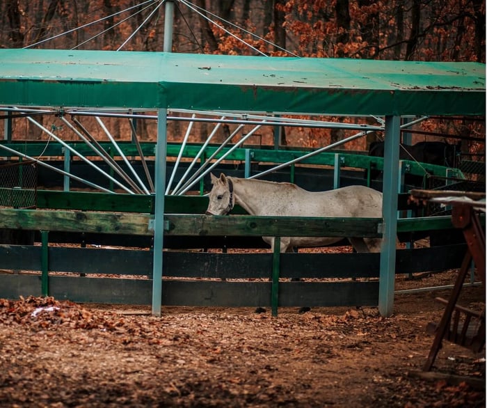 The Hidden Costs of Convenience: Rethinking Horse Walkers - Solitary horse on a walker