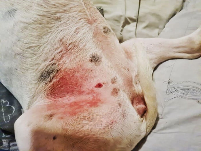 11 Common Causes of Groin Rashes in Dogs