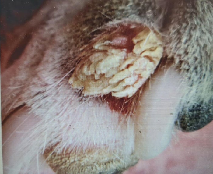 A wart on the outer pad of a dog's paw