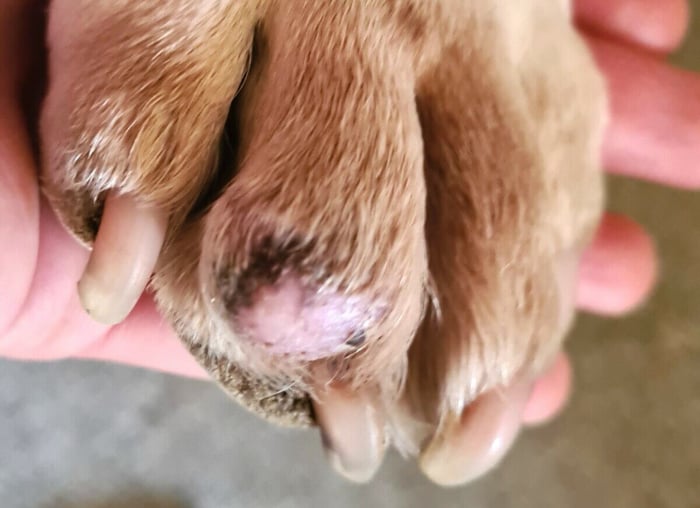 Swelling in dog toe nail bed causing swelling on dog pad from nail bed infection