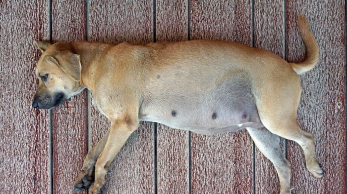 8 Common Causes of Enlarged Nipples in Dogs After Heat 