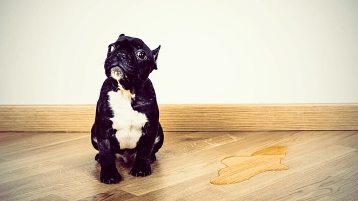 9 Reasons For Orange Urine in Dogs