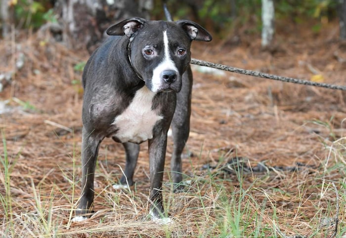 A Pitbull with mange causing hair loss in patches and scabs in the skin