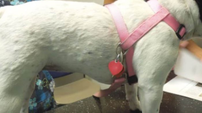 French Bulldog with bumps on skin from folliculitis all over body