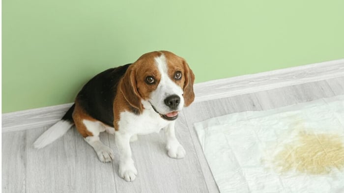 How Serious is Orange Urine in Dogs: Should I be Concerned?