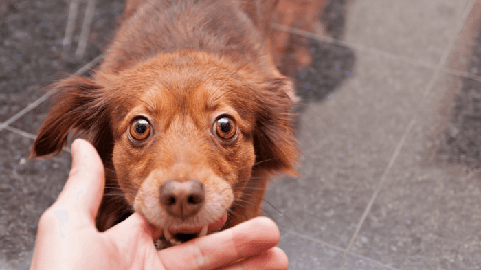 A red dog cobbing on a human finger