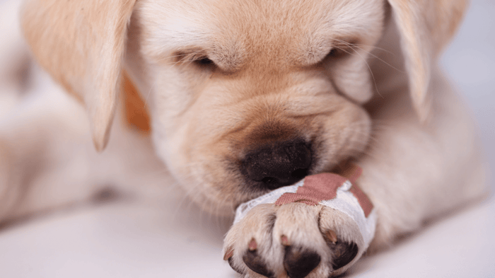 A puppy licking a bandaged swollen paw