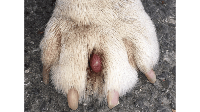 furunculosis or swollen infected bump between toes of dog paw