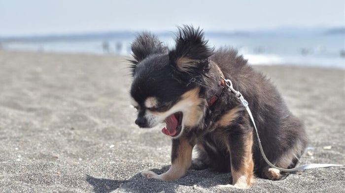 Other Symptoms of The Cough in Dogs