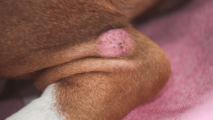a brown dog losing hair in patches and scabs