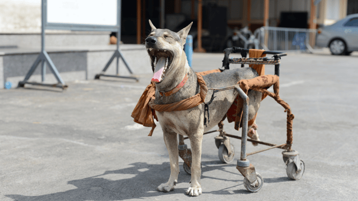 a dog with back legs giving out in wheelchair
