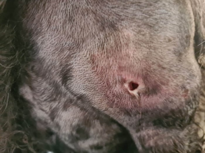 A swollen red open abscess on a dog's neck that causes a lump on the neck