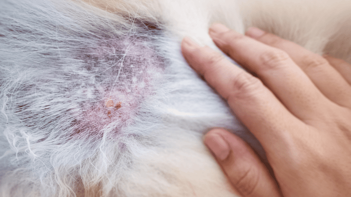 an owner checking on dog's skin with allergies and contact dermatitis