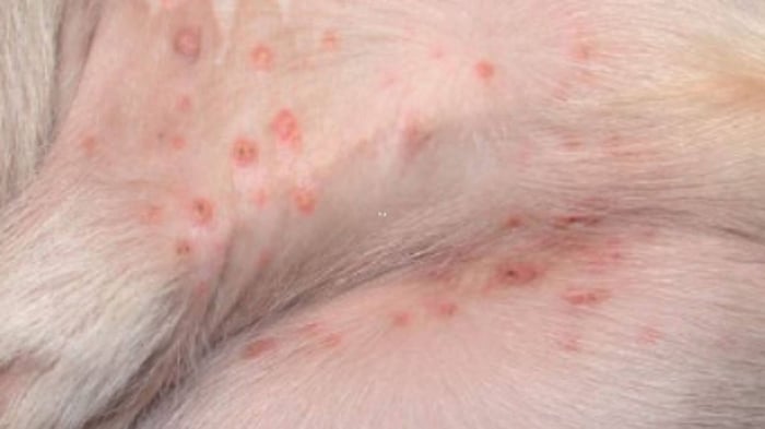 close up of bacterial folliculitis on a dog's stomach