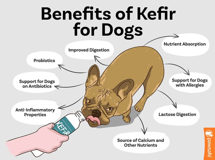 benefits of kefir for dogs
